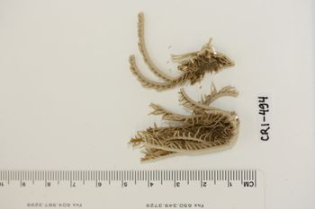 Media type: image;   Invertebrate Zoology CRI-494 Description: Preserved specimen.;